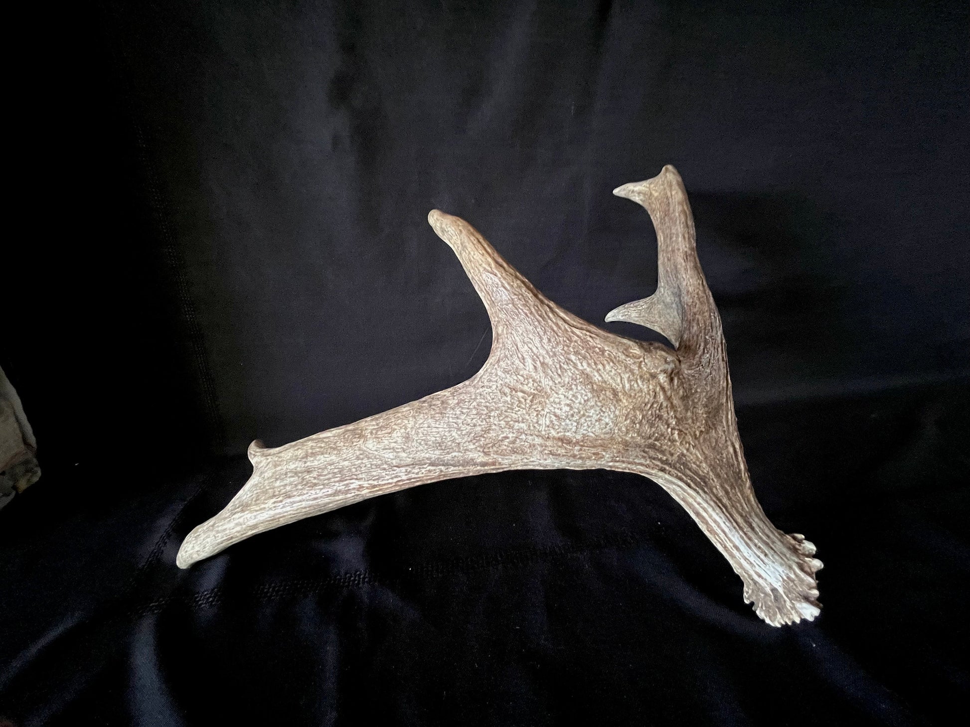 Bull Moose Antler. Medium sized. For crafting, decor and more