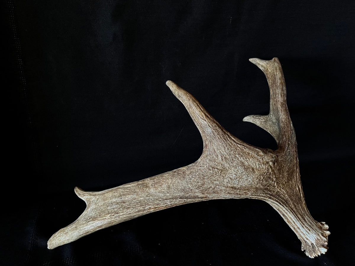 Med-sized Bull Moose Antler. Ideal Crafting, Carving or Decor Antler