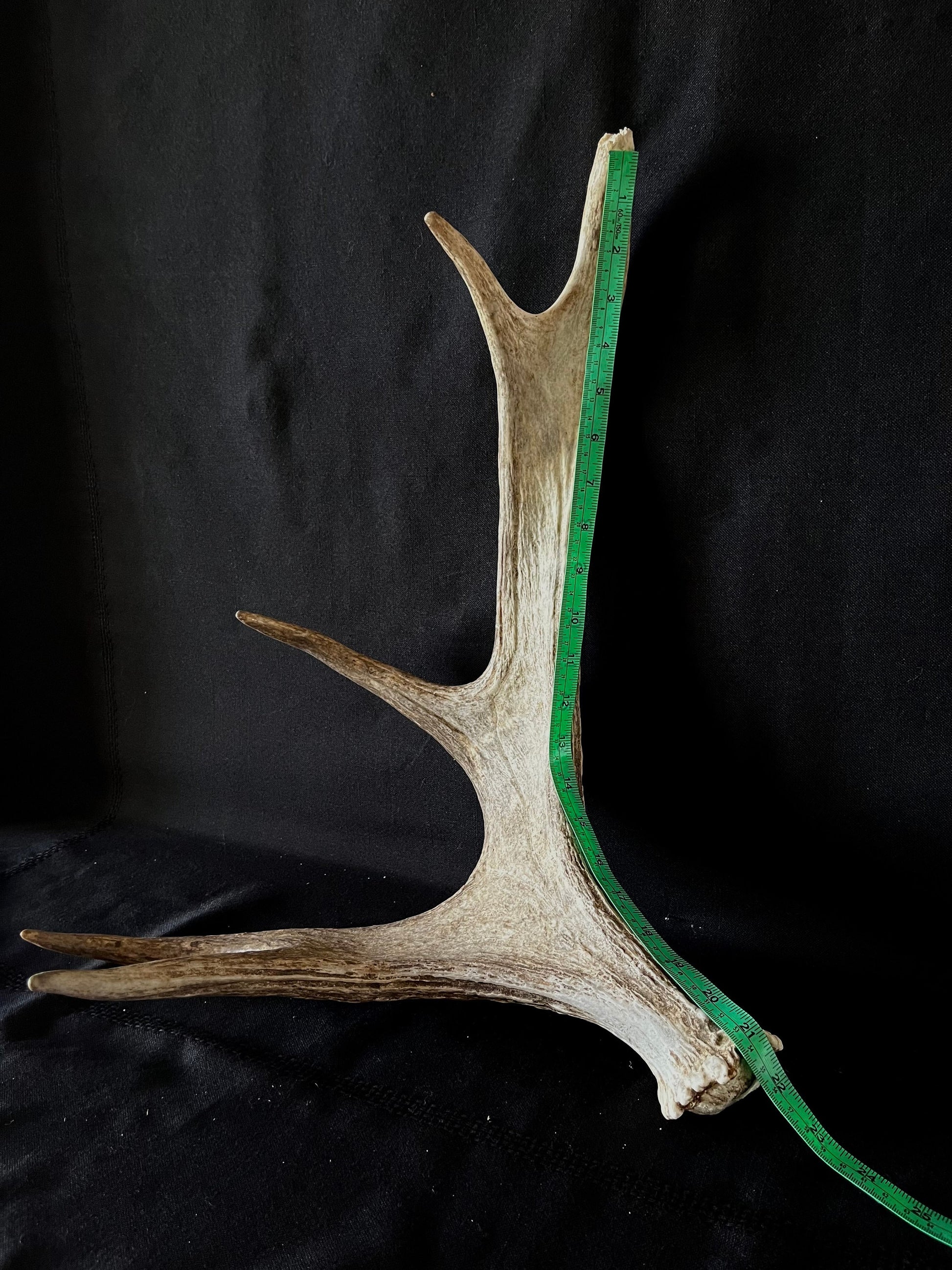 Bull Moose Antler. Medium sized. For crafting, decor and more