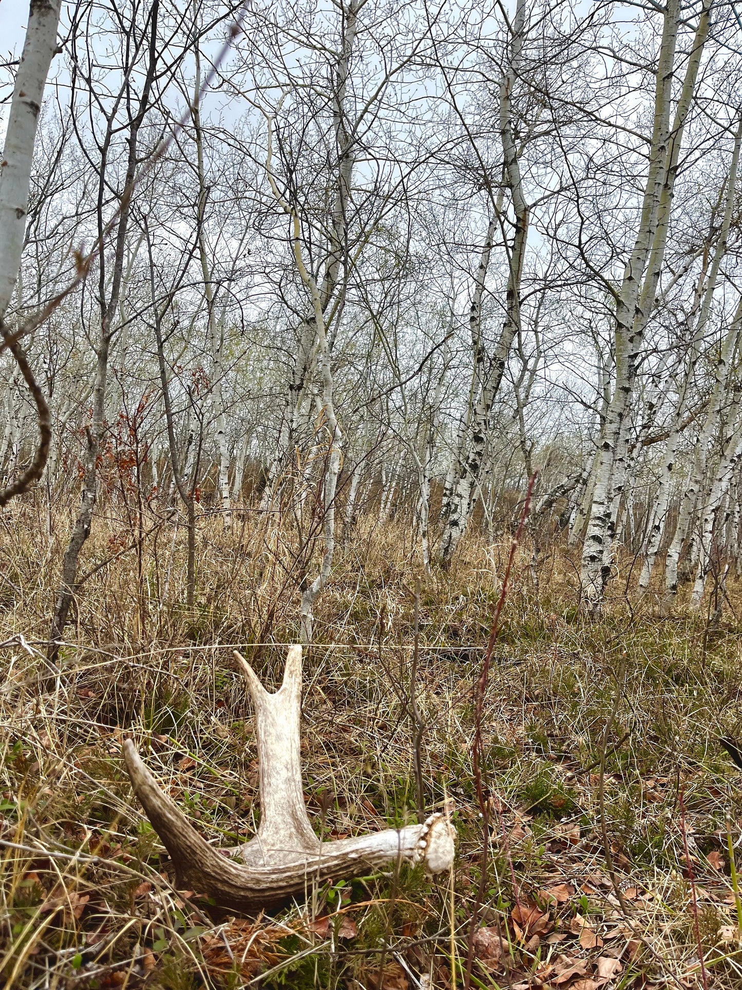 Bull Moose Antler. Medium sized. For crafting, decor and more