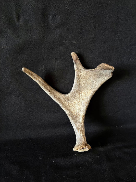 Small Moose Antler. Bull Moose Antler. Crafting, Decor and More