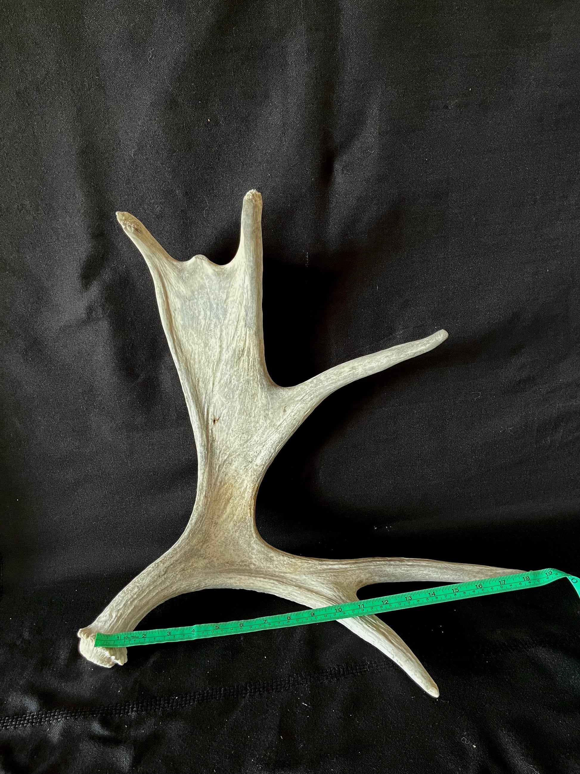 Moose Antler. Canadian Bull Moose Antler. For crafting, decor and more.