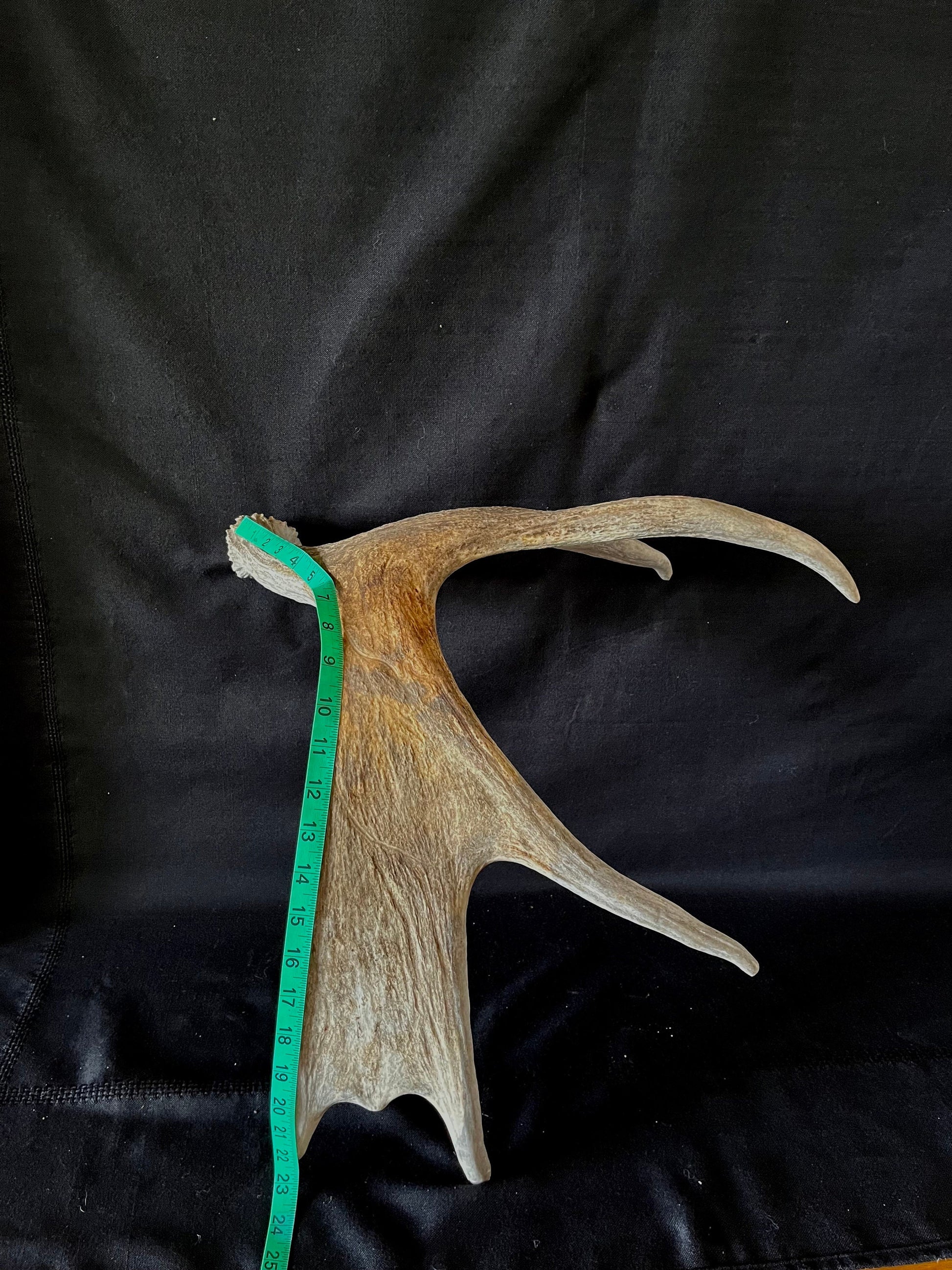 Moose Antler. Canadian Bull Moose Antler. For crafting, decor and more.