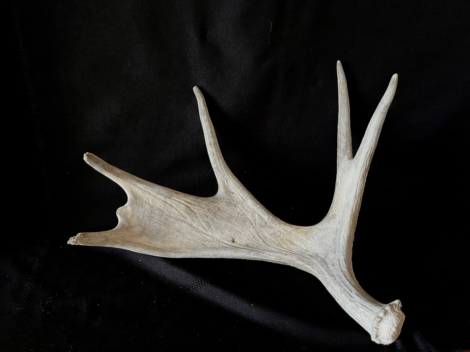 Moose Antler. Canadian Bull Moose Antler. For crafting, decor and more.