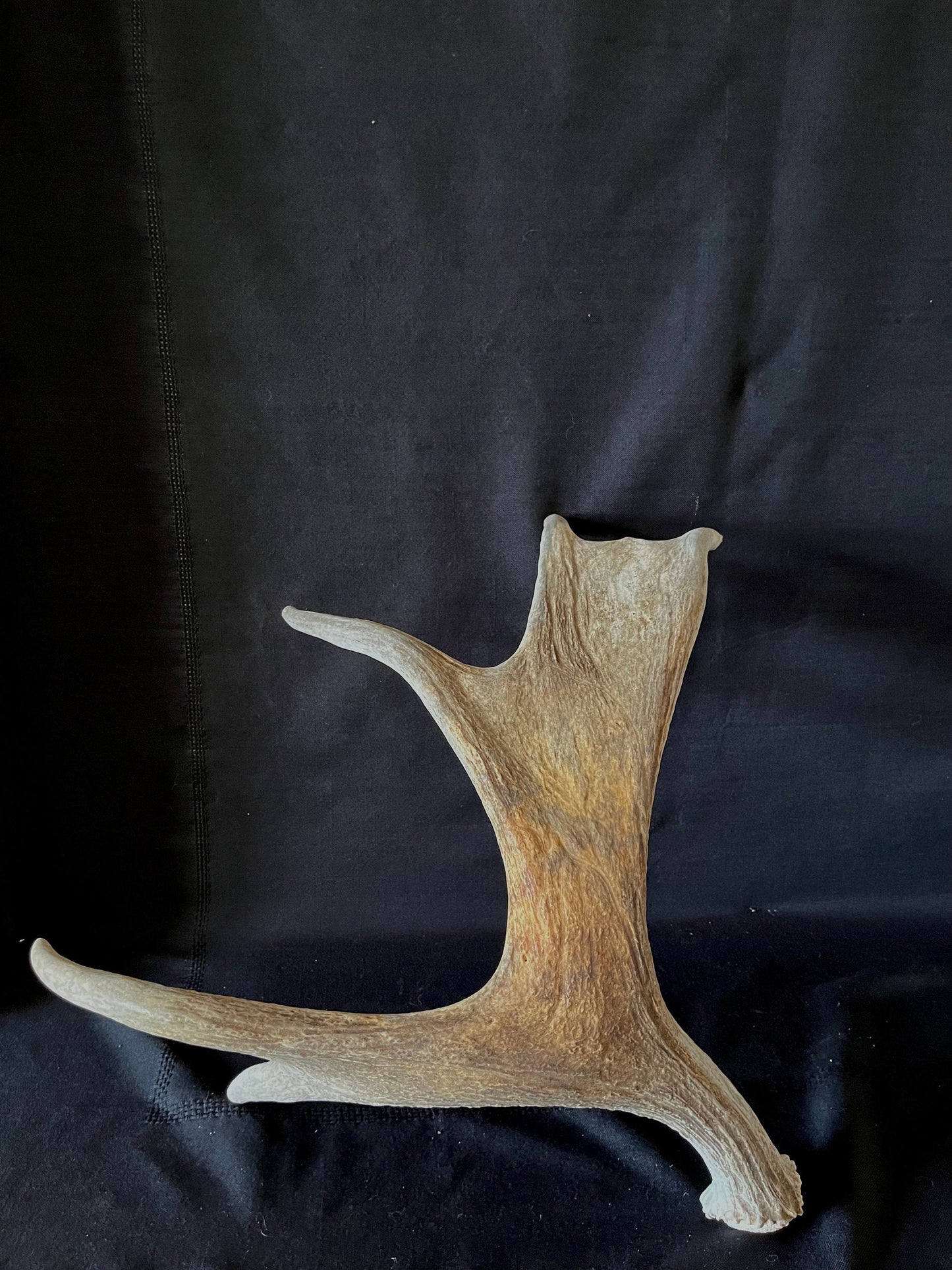 Moose Antler. Canadian Bull Moose Antler. For crafting, decor and more.