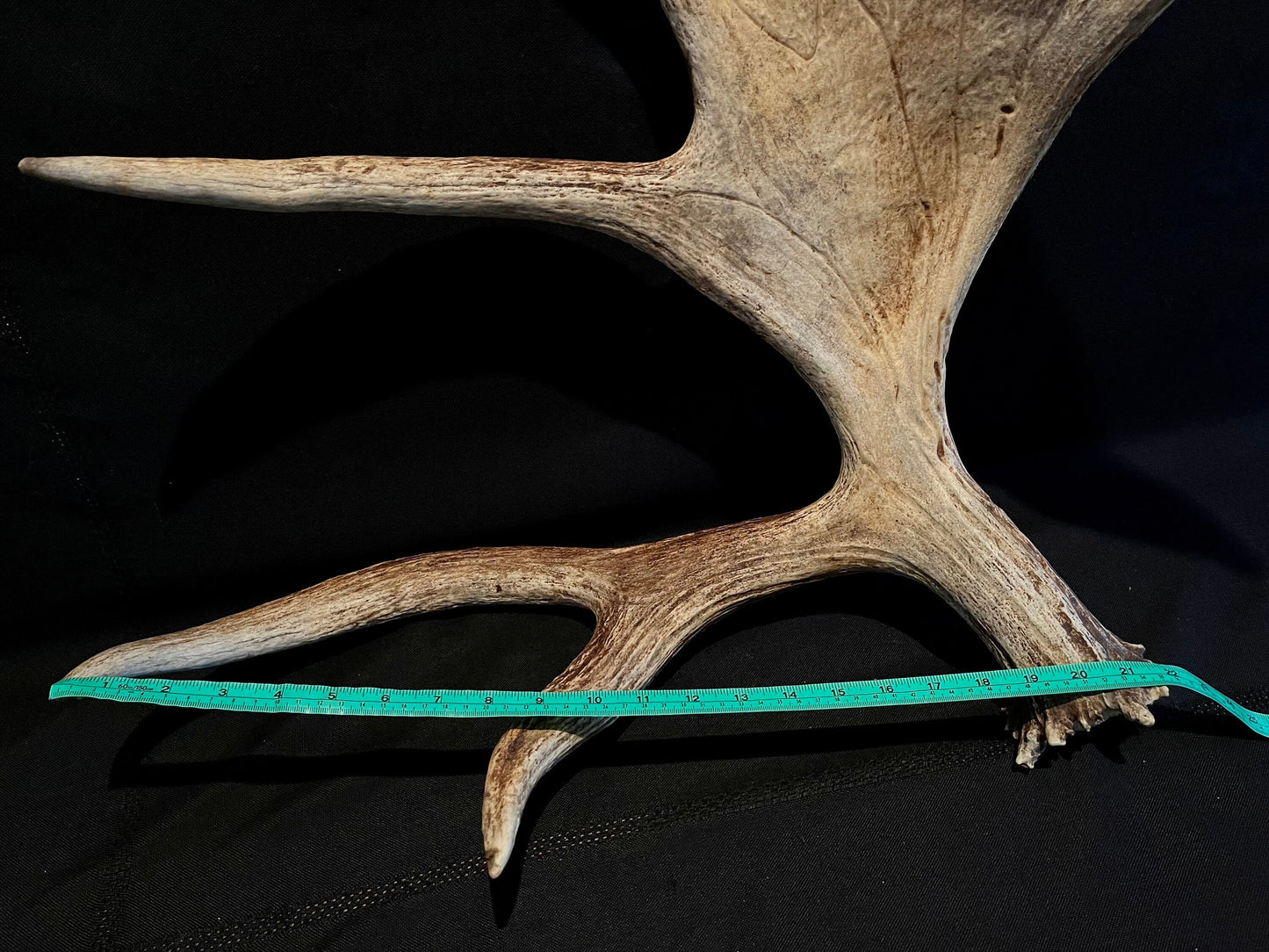 Large Bull Moose Antler. Extra Large - “Super Sized” premium bull moose antler for crafting decor and more!