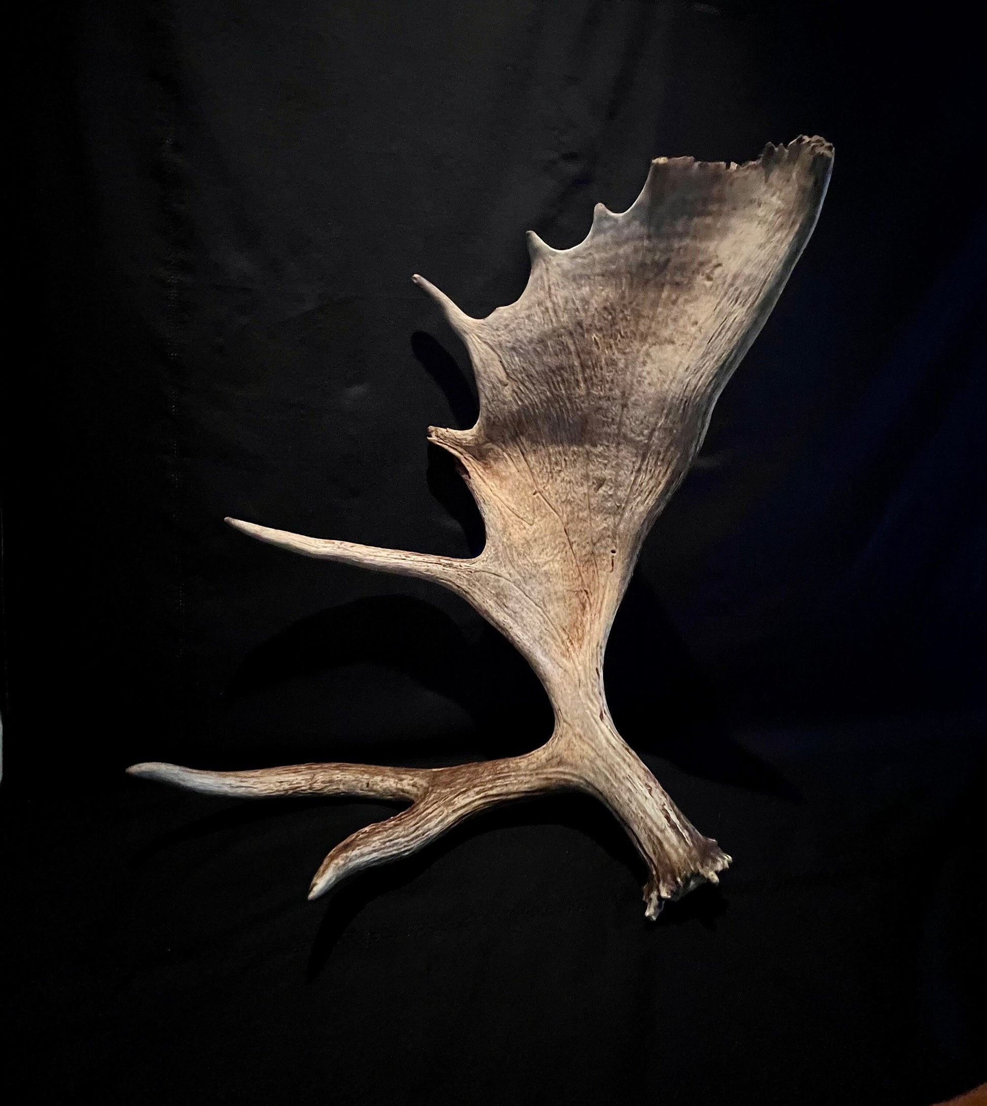 Large Bull Moose Antler. Extra Large - “Super Sized” premium bull moose antler for crafting decor and more!