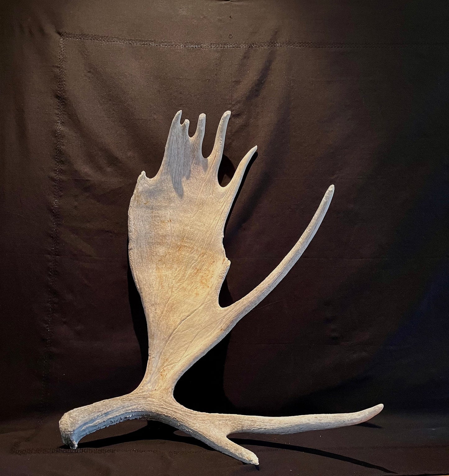 Large Bull Moose Antler. Extra Large - “Super Sized” premium bull moose antler for crafting decor and more!