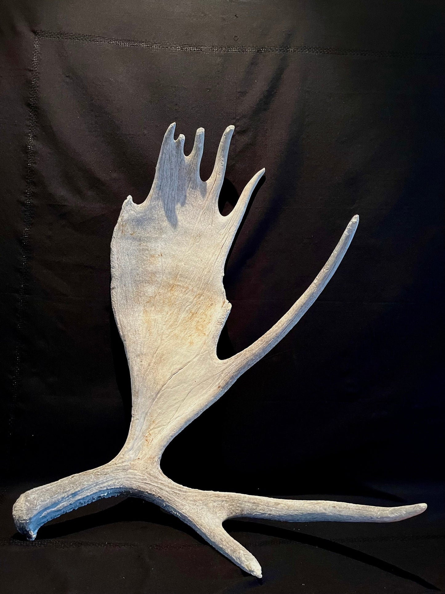 Large Bull Moose Antler. Extra Large - “Super Sized” premium bull moose antler for crafting decor and more!