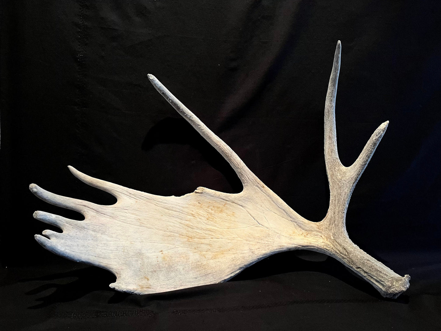 Large Bull Moose Antler. Extra Large - “Super Sized” premium bull moose antler for crafting decor and more!