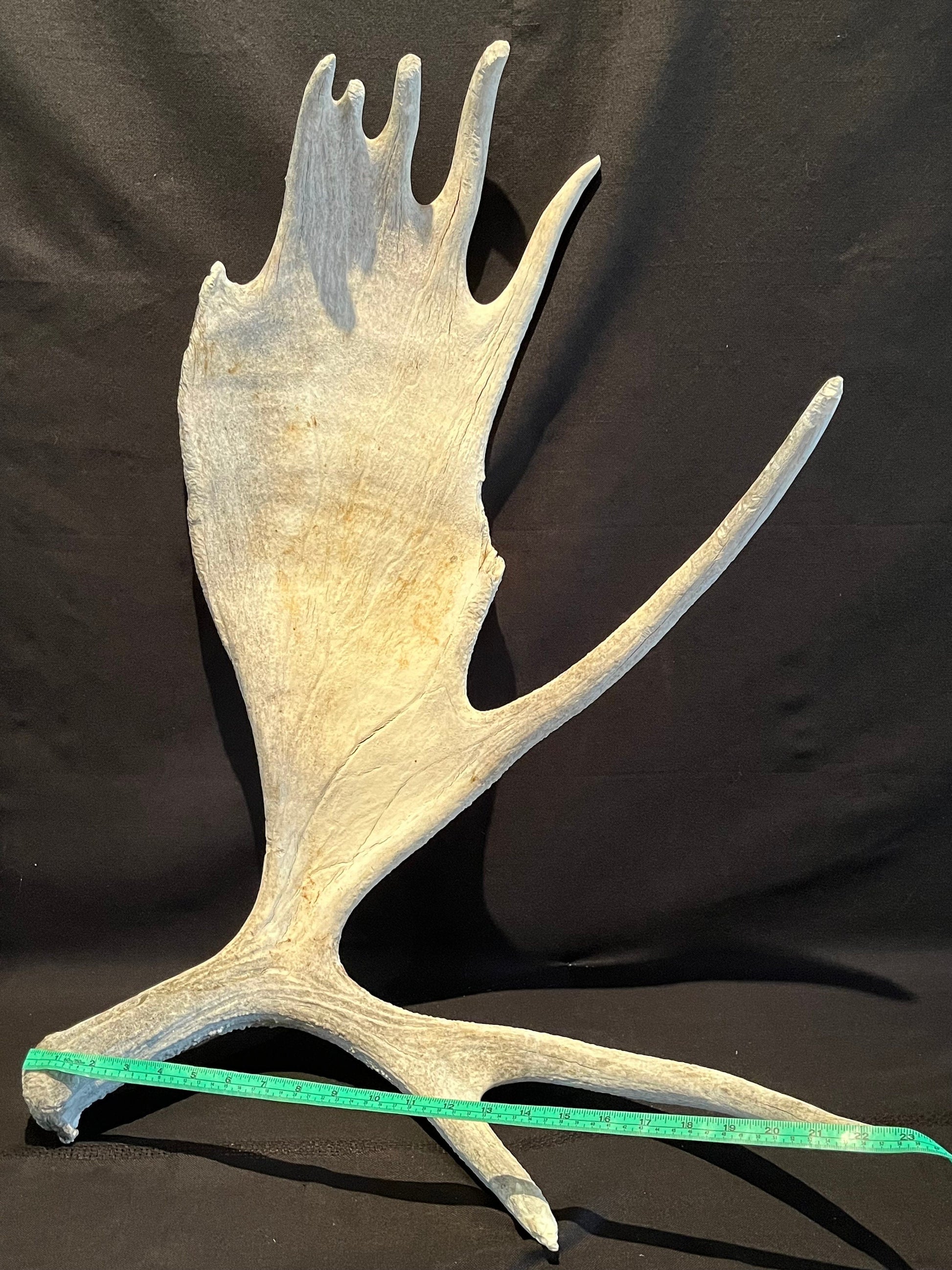 Large Bull Moose Antler. Extra Large - “Super Sized” premium bull moose antler for crafting decor and more!