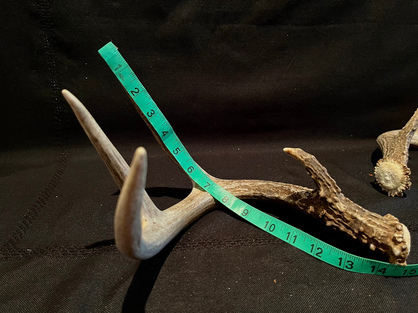 Deer Antlers - elegant White-tailed deer set for Crafting, Decor and More, from Alberta, Canada.