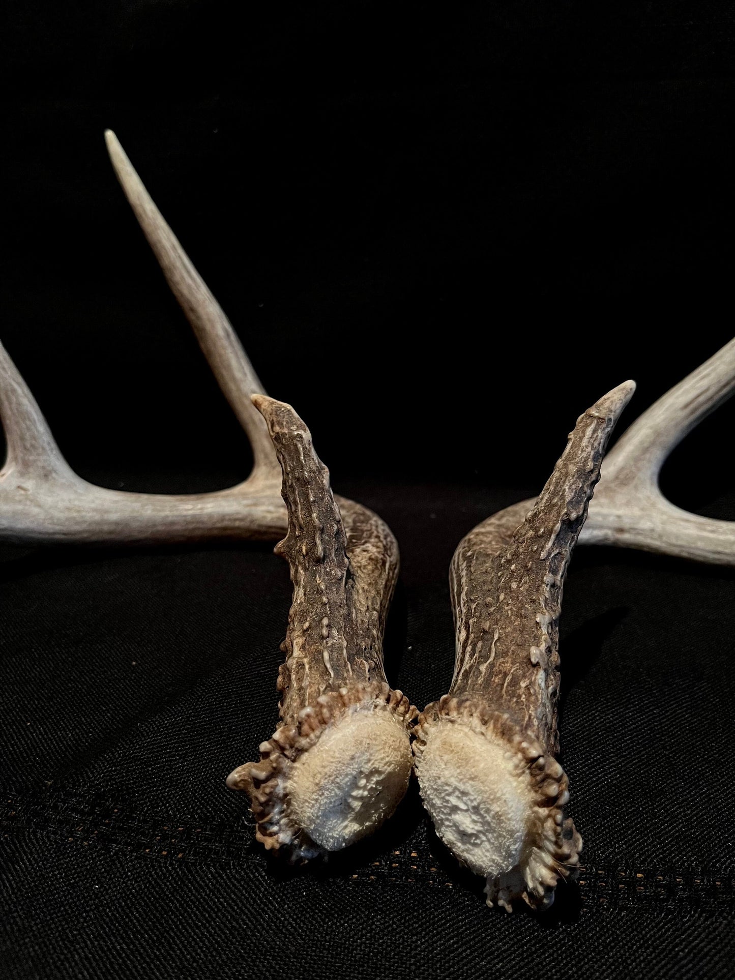 Deer Antlers - elegant White-tailed deer set for Crafting, Decor and More, from Alberta, Canada.