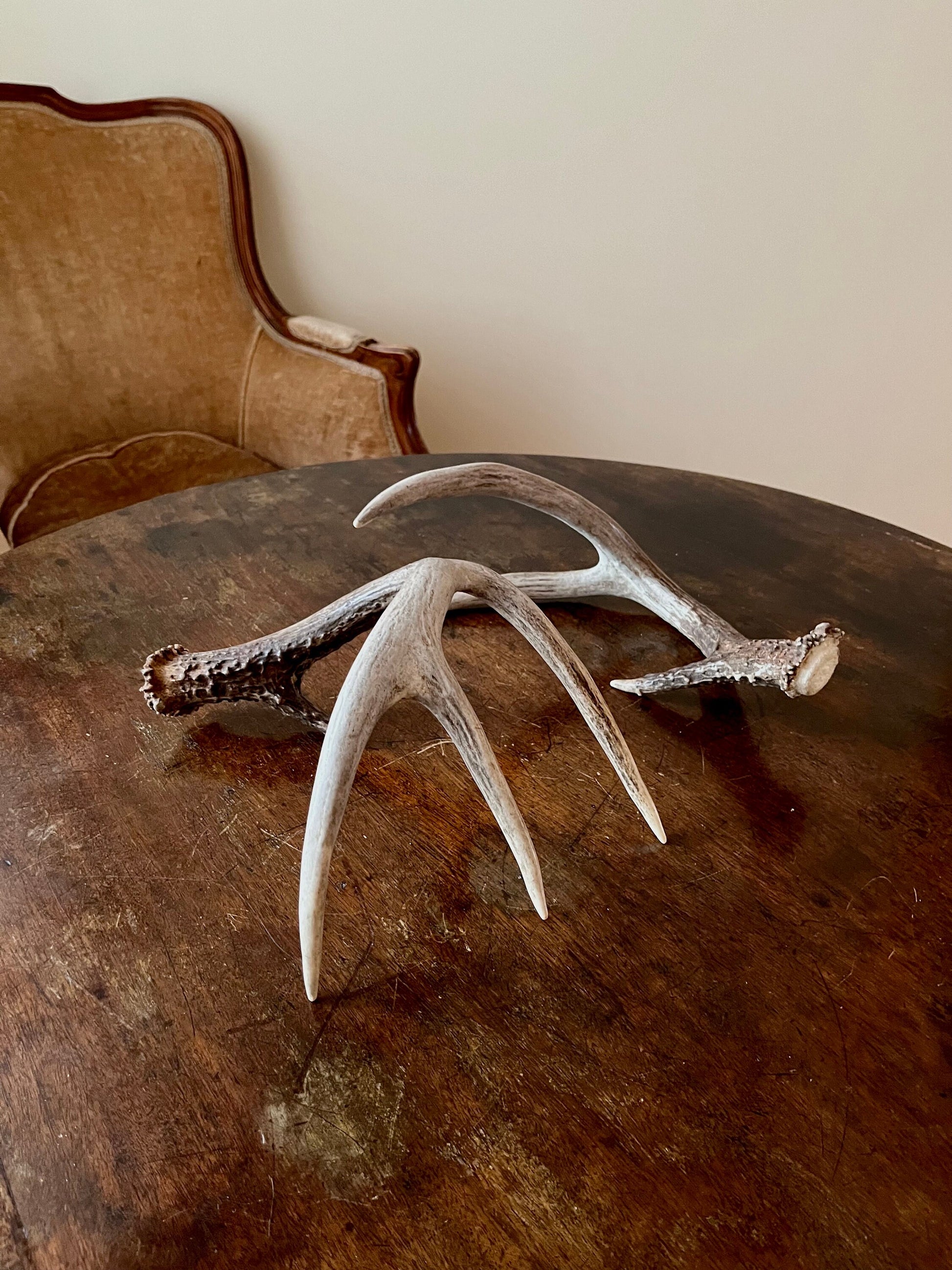 Deer Antlers - elegant White-tailed deer set for Crafting, Decor and More, from Alberta, Canada.