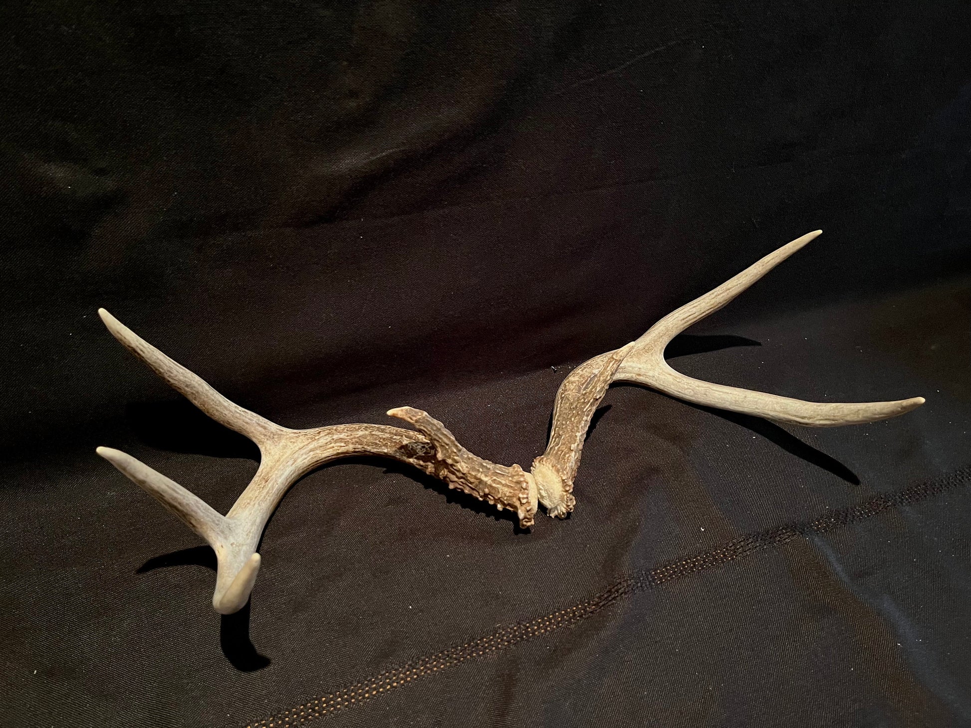 Deer Antlers - elegant White-tailed deer set for Crafting, Decor and More, from Alberta, Canada.