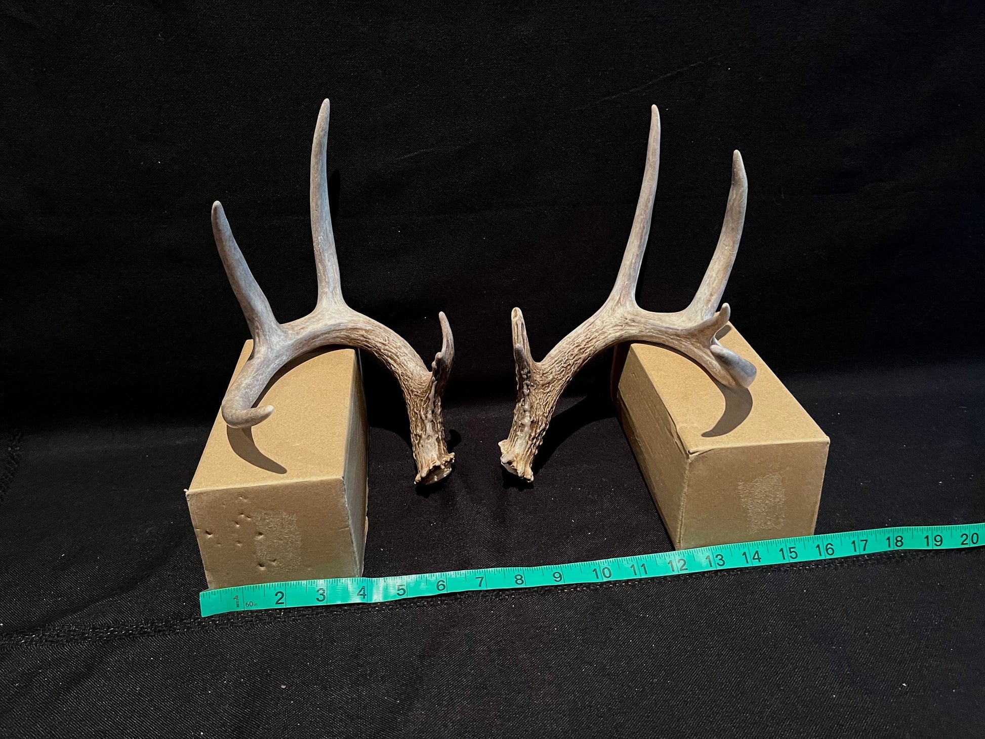 Deer Antlers - matched Whitetailed deer set. Pair of Antlers from an Alberta Whitetail deer.