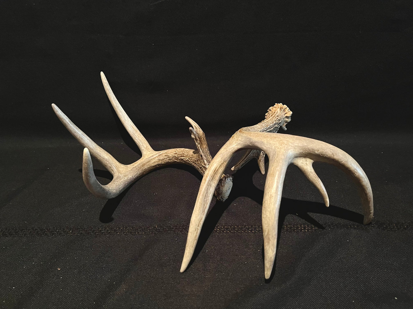 Deer Antlers - matched Whitetailed deer set. Pair of Antlers from an Alberta Whitetail deer.