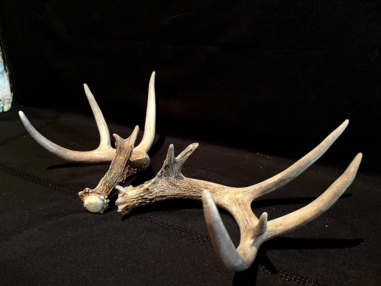 Deer Antlers - matched Whitetailed deer set. Pair of Antlers from an Alberta Whitetail deer.