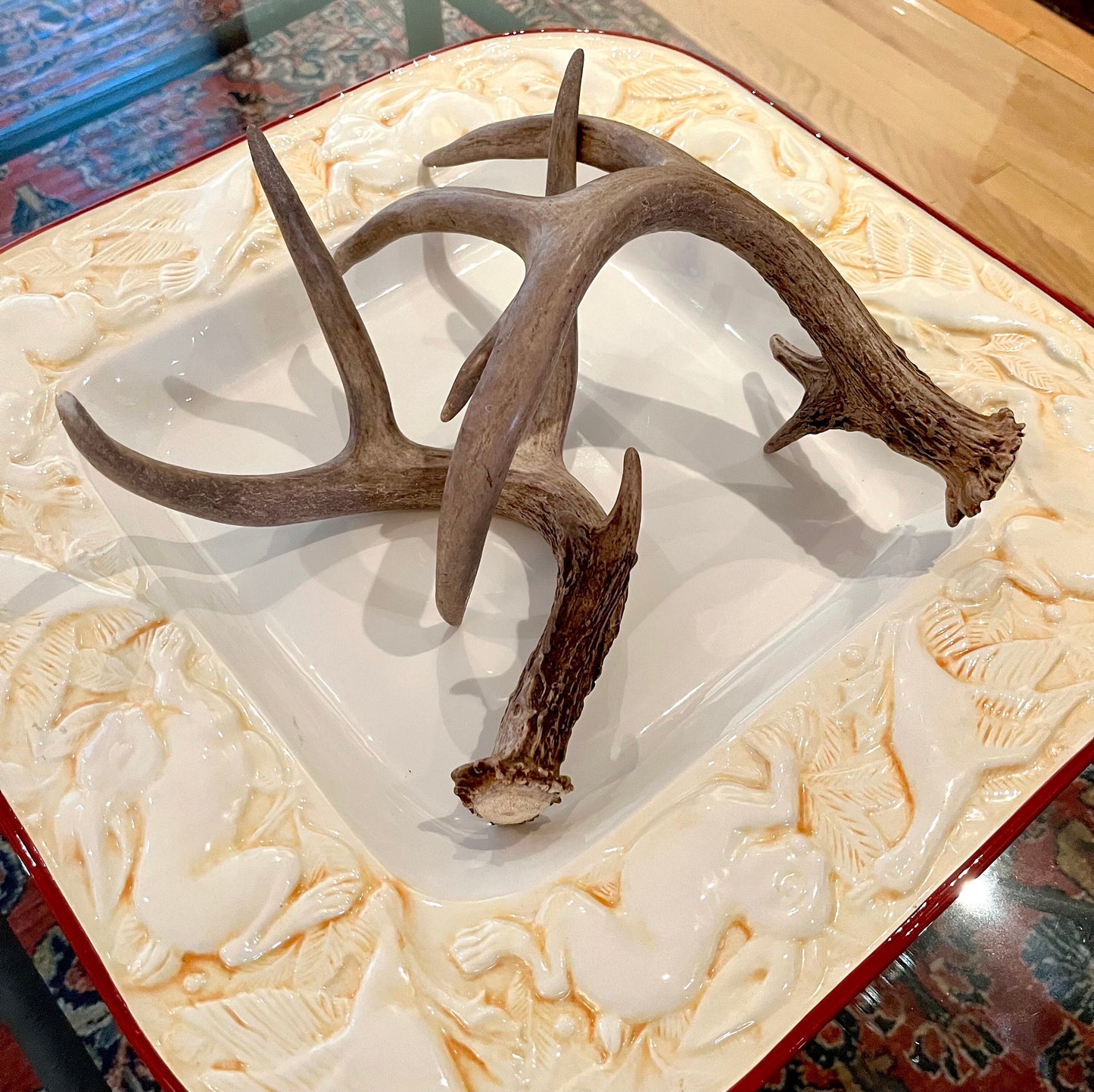 Deer Antlers - matched Whitetailed deer set. Pair of Antlers from an Alberta Whitetail deer.