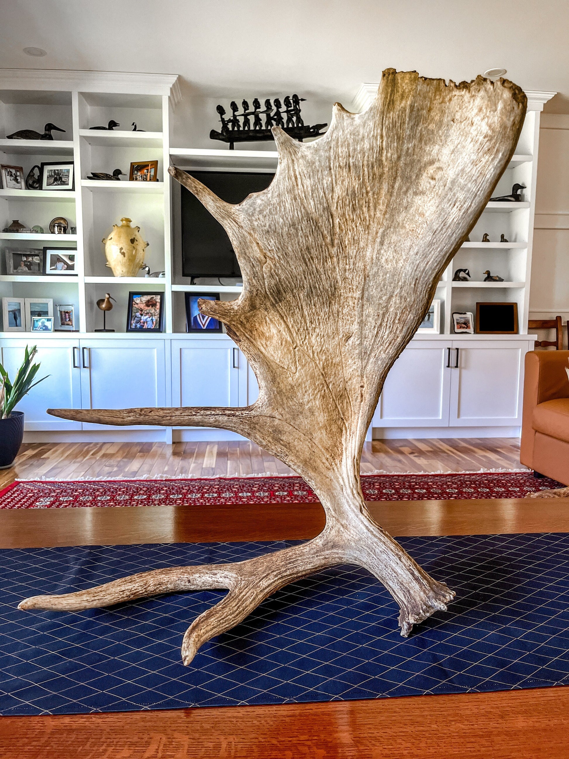 Large Bull Moose Antler. Extra Large - “Super Sized” premium bull moose antler for crafting decor and more!