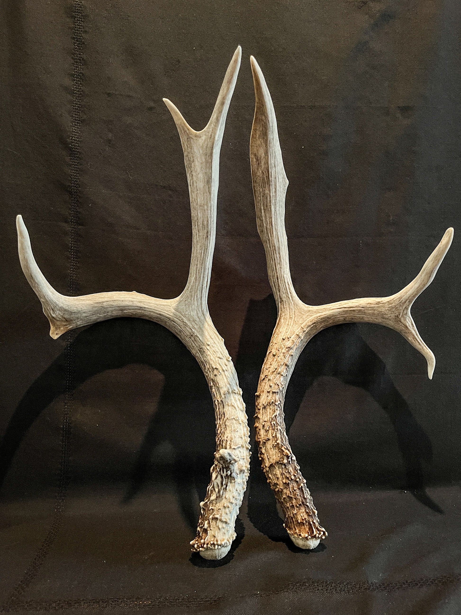 Matching Set of Mule Deer Antlers. Antlers. Mule Deer. Canadian Deer Antler.