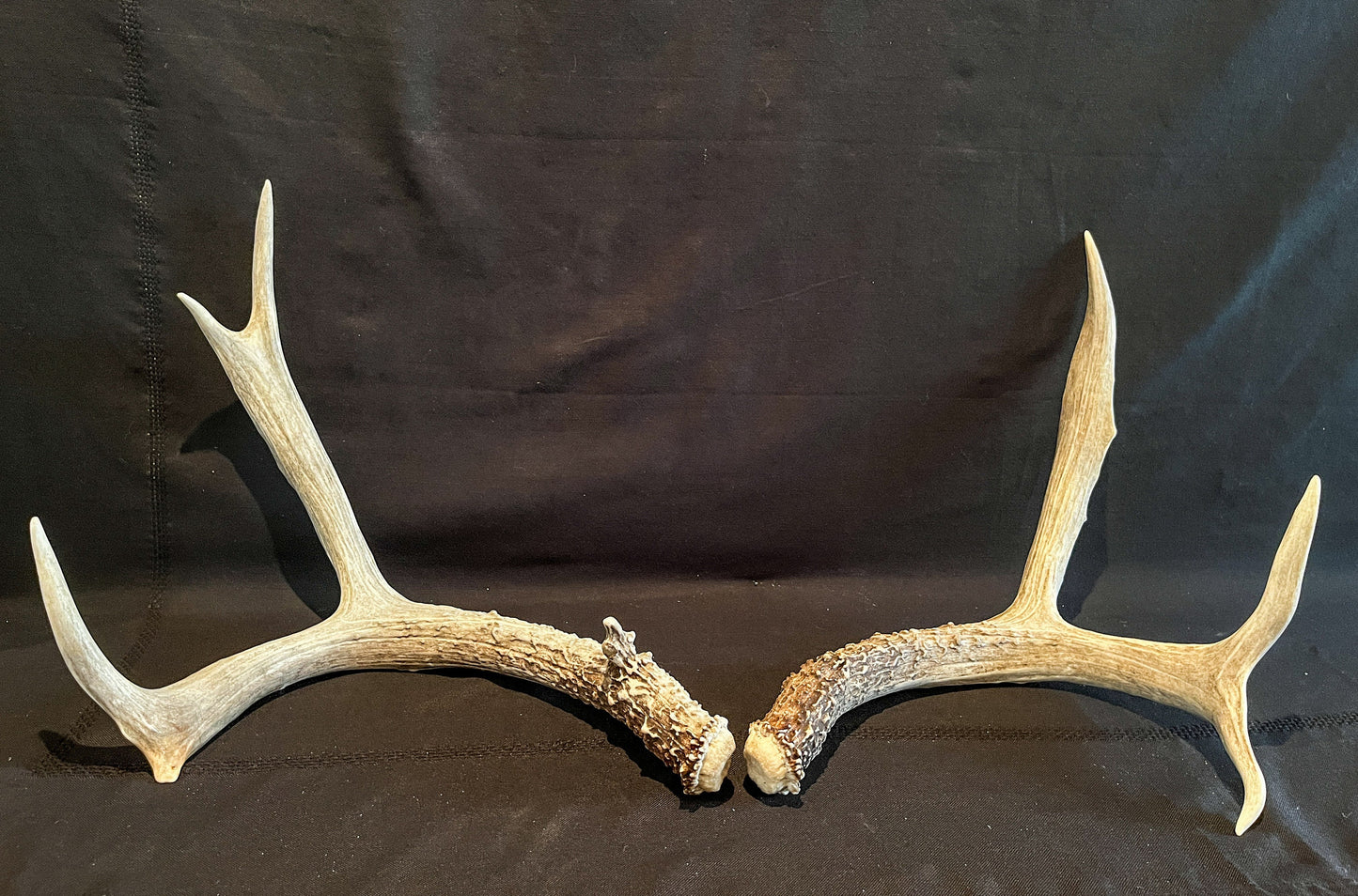 Matching Set of Mule Deer Antlers. Antlers. Mule Deer. Canadian Deer Antler.