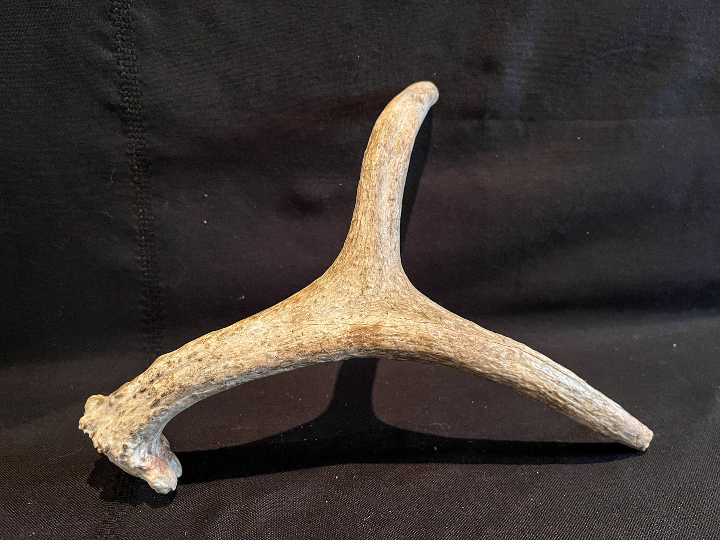 Small Moose Antler. Old Bull Moose Antler. Crafting, Decor, Interior Design, and More.