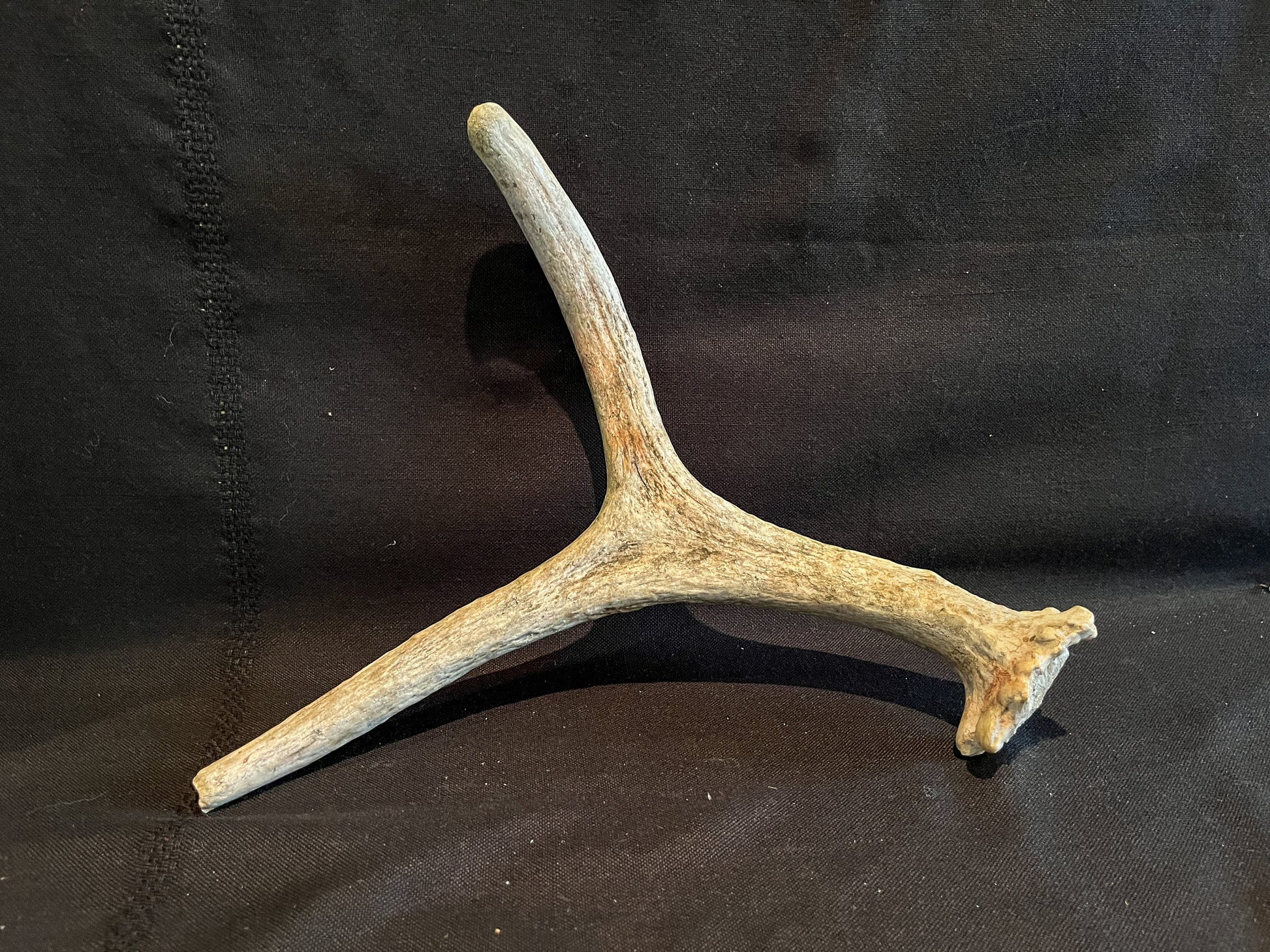 Small Moose Antler. Old Bull Moose Antler. Crafting, Decor, Interior Design, and More.