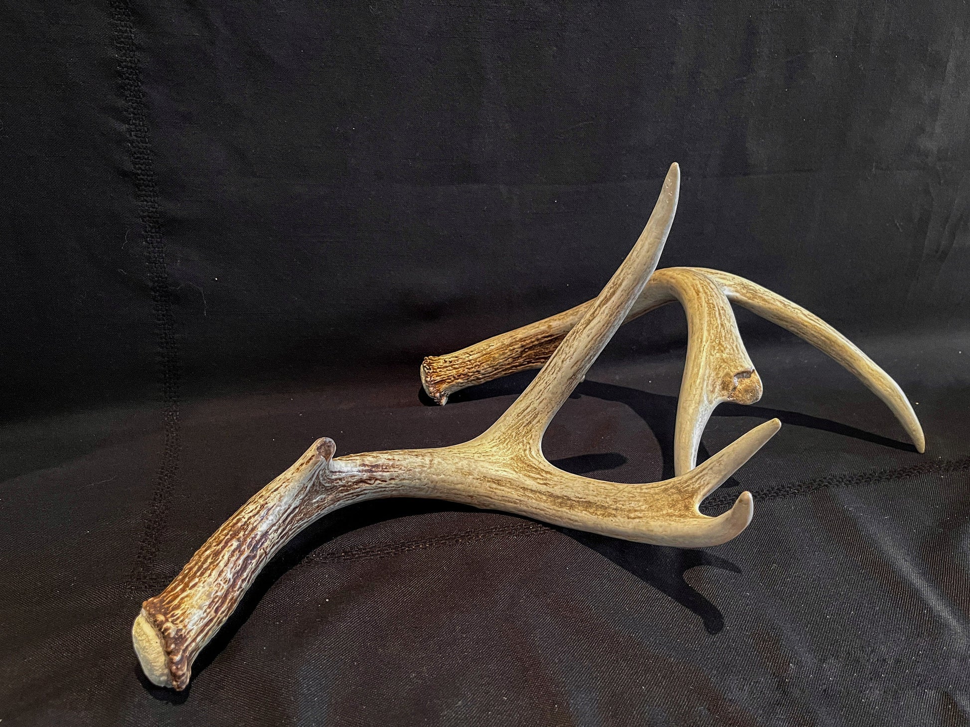 Whitetail Deer Antlers. Matching Brown Set. Decor, design, crafting and more!