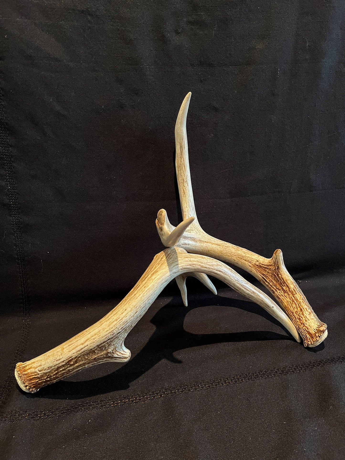 Whitetail Deer Antlers. Matching Brown Set. Decor, design, crafting and more!