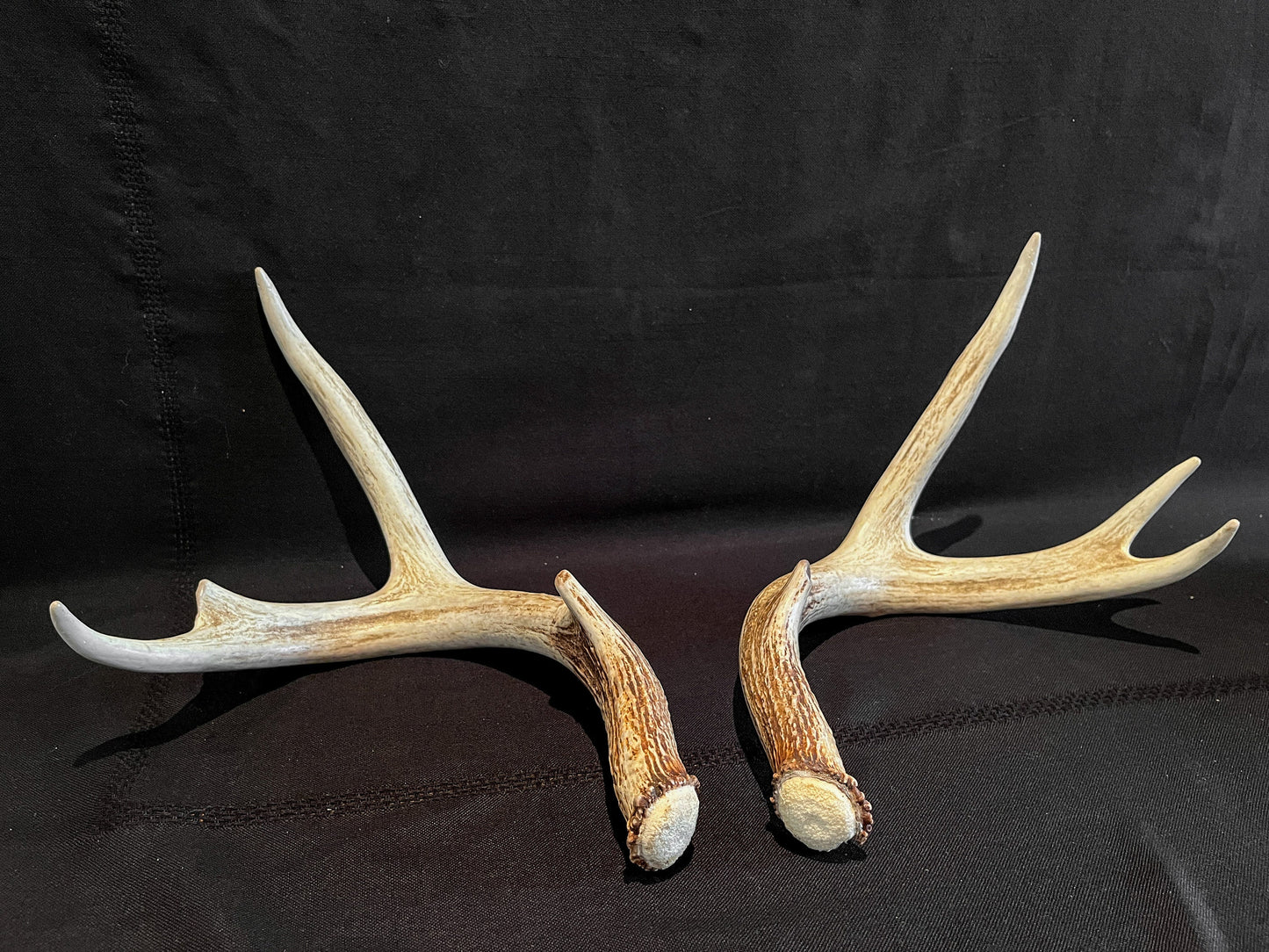 Whitetail Deer Antlers. Matching Brown Set. Decor, design, crafting and more!