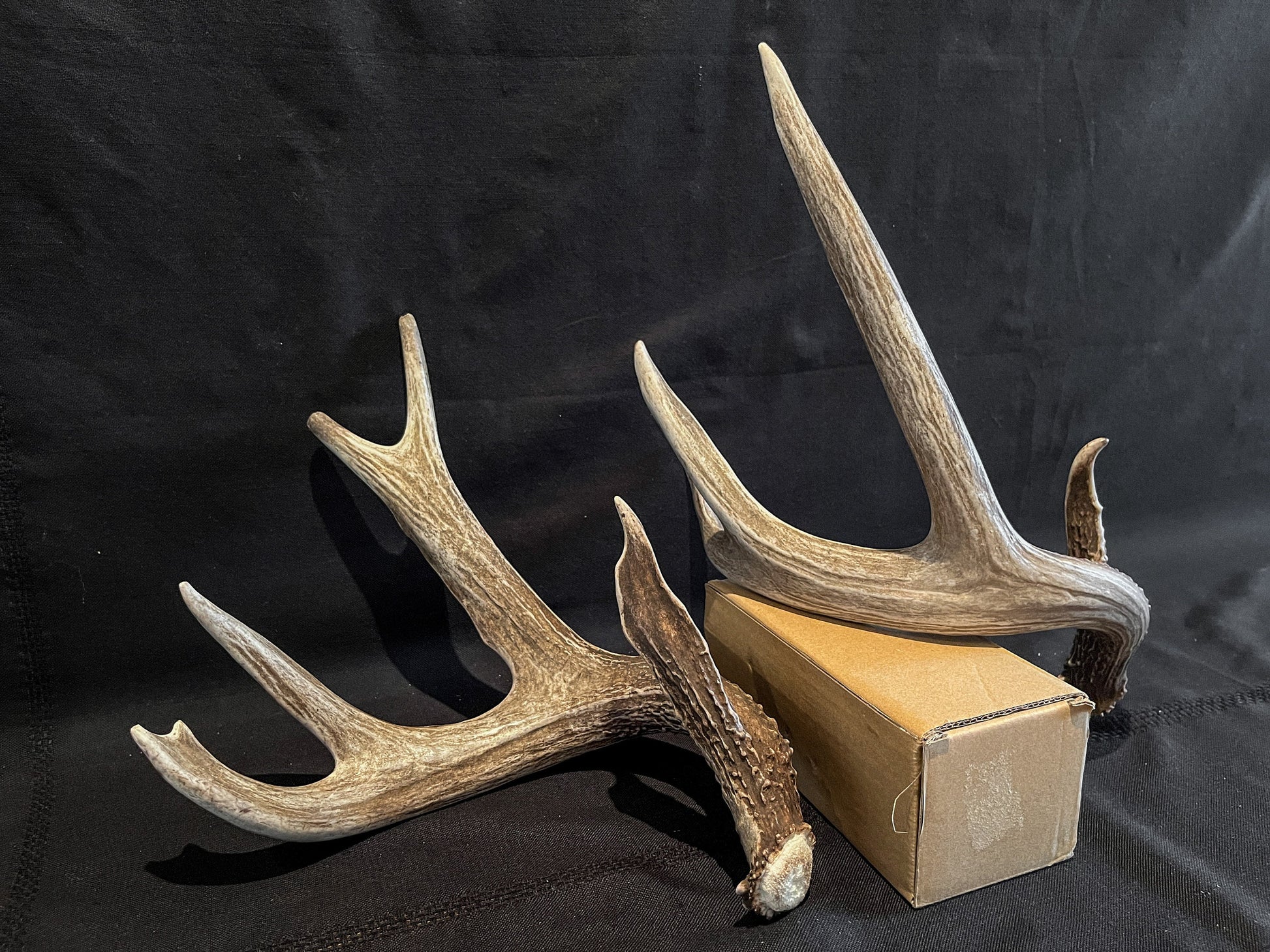 Deer Antlers - Whitetailed deer matching set. Wild Canadian Whitetail Buck Antlers.