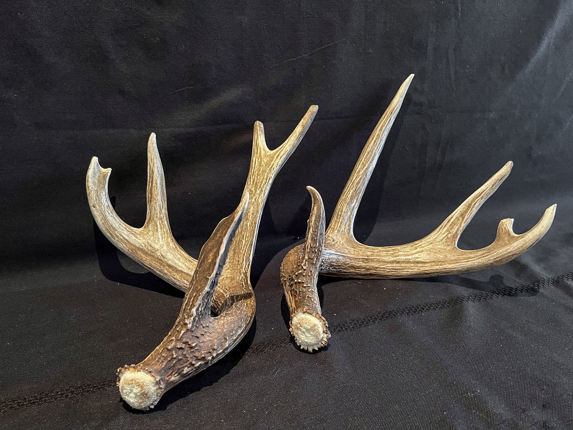 Deer Antlers - Whitetailed deer matching set. Wild Canadian Whitetail Buck Antlers.