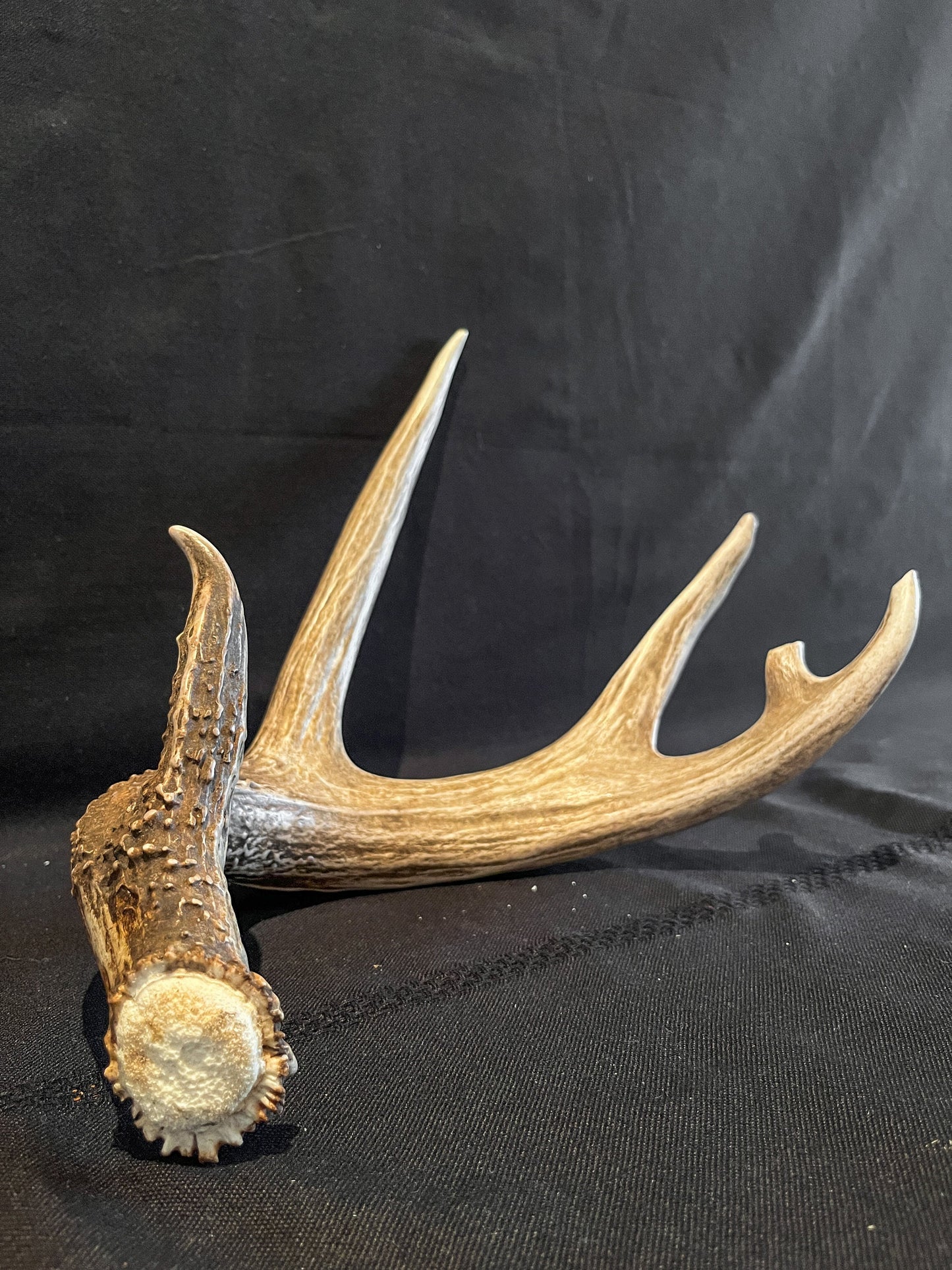 Deer Antlers - Whitetailed deer matching set. Wild Canadian Whitetail Buck Antlers.