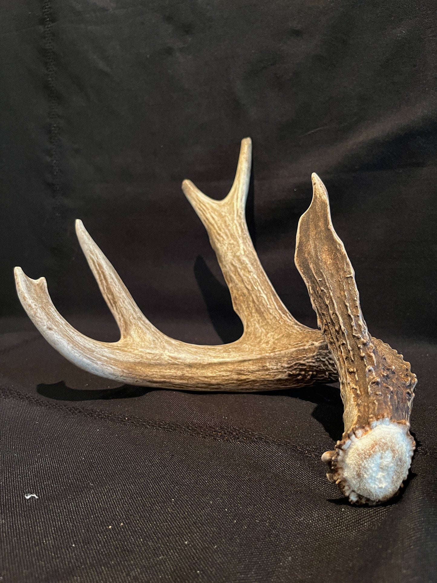 Deer Antlers - Whitetailed deer matching set. Wild Canadian Whitetail Buck Antlers.