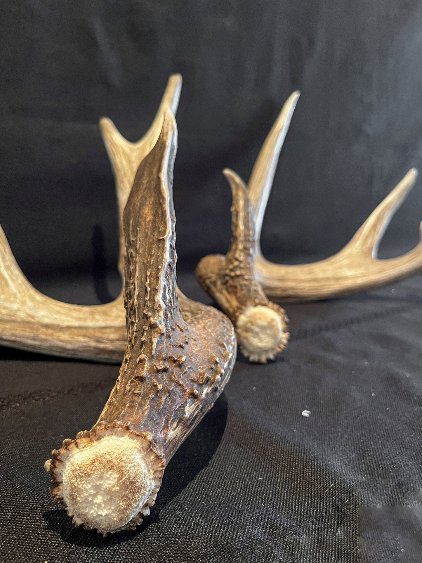 Deer Antlers - Whitetailed deer matching set. Wild Canadian Whitetail Buck Antlers.