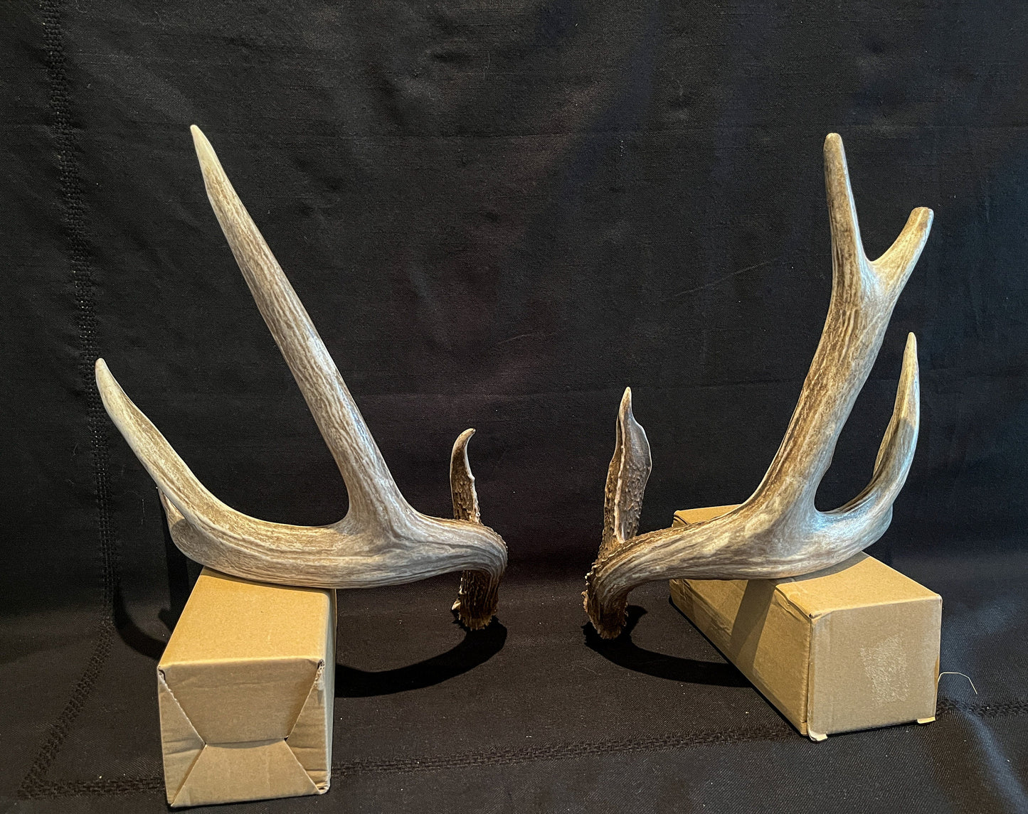 Deer Antlers - Whitetailed deer matching set. Wild Canadian Whitetail Buck Antlers.