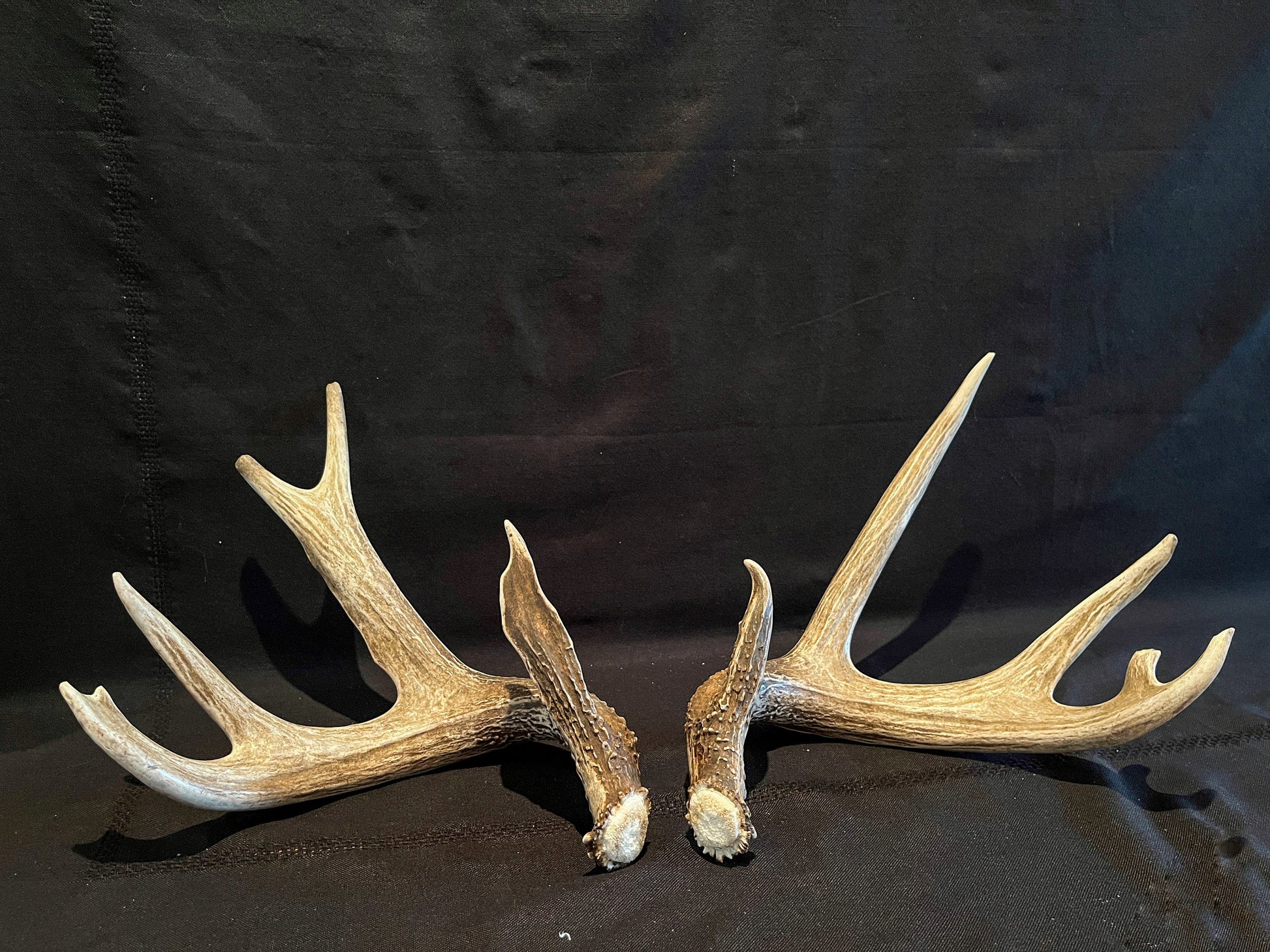 Deer Antlers - Whitetailed deer matching set. Wild Canadian Whitetail Buck Antlers.