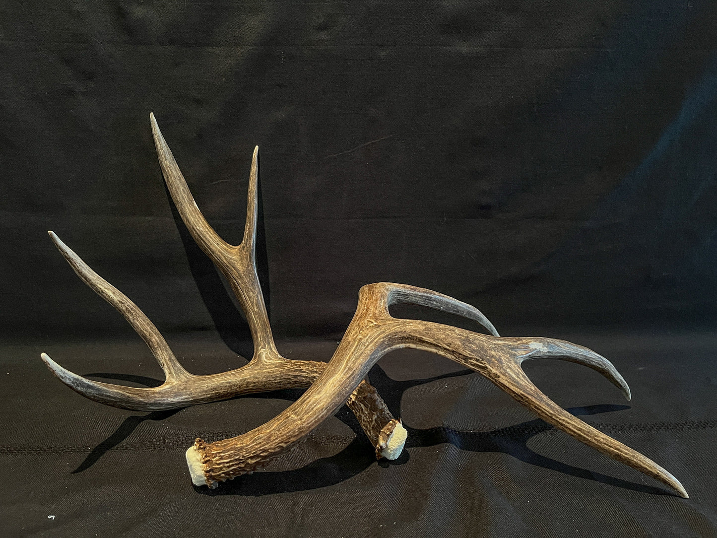 Mule Deer Antlers - Matched Set! Rustic Decor, Crafting and More