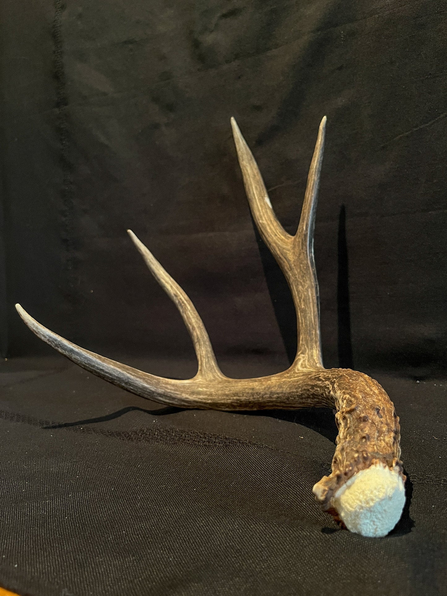 Mule Deer Antlers - Matched Set! Rustic Decor, Crafting and More