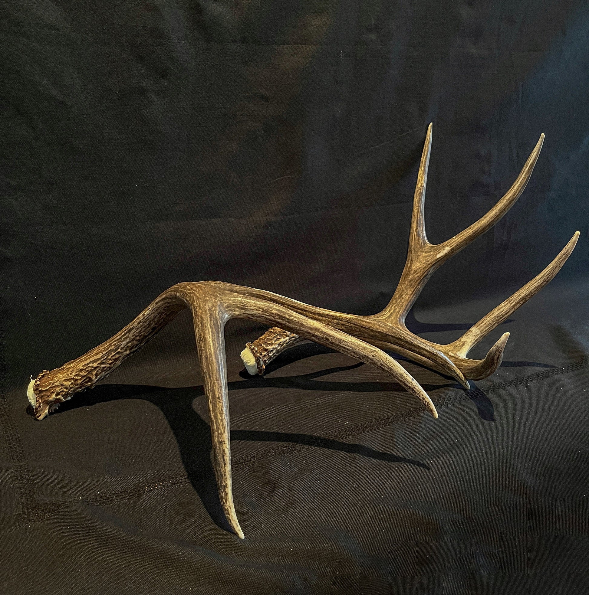 Mule Deer Antlers - Matched Set! Rustic Decor, Crafting and More