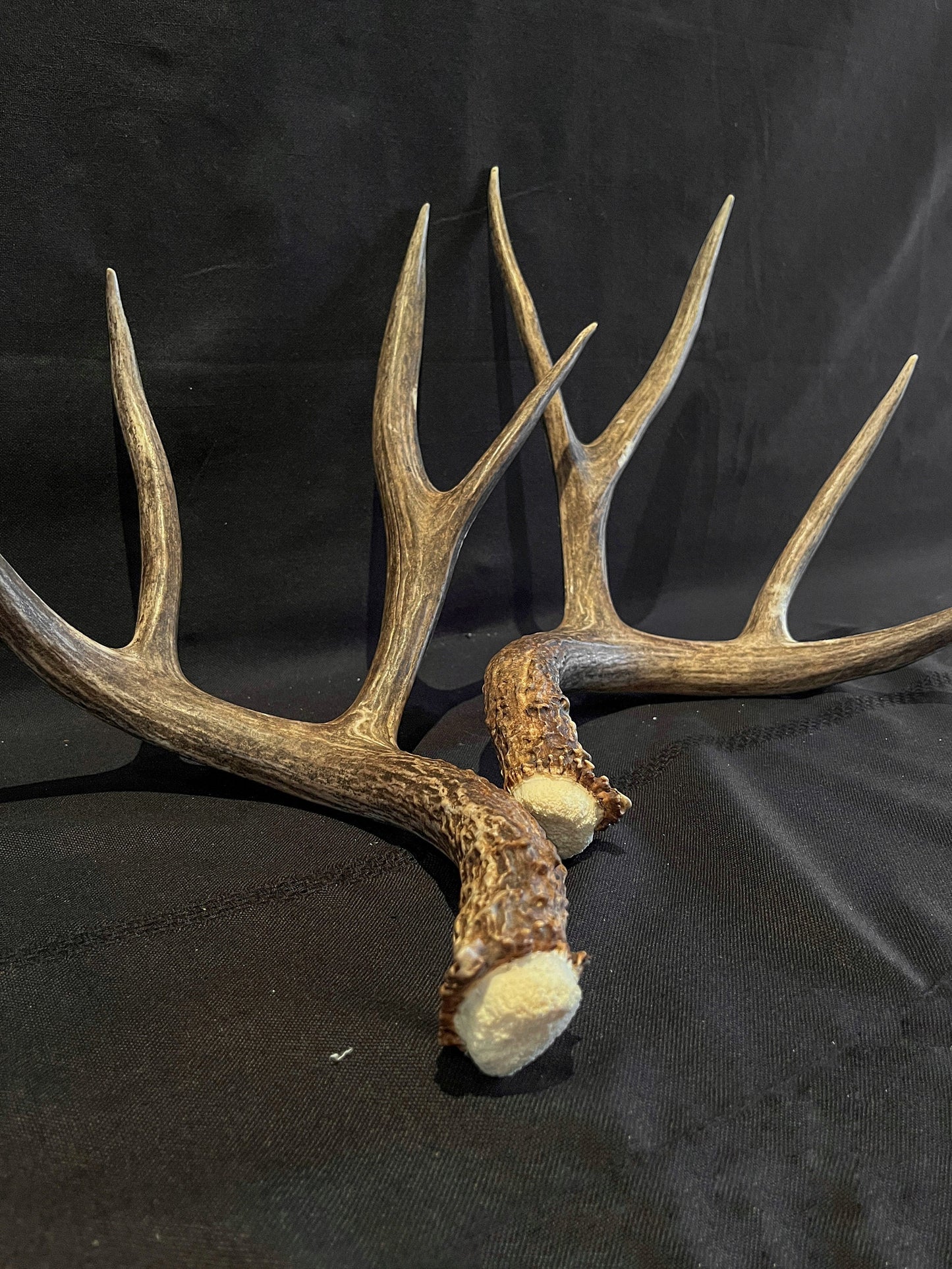 Mule Deer Antlers - Matched Set! Rustic Decor, Crafting and More