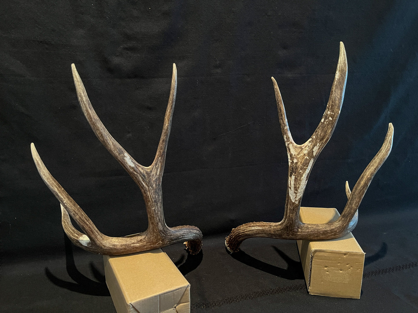 Mule Deer Antlers - Matched Set! Rustic Decor, Crafting and More