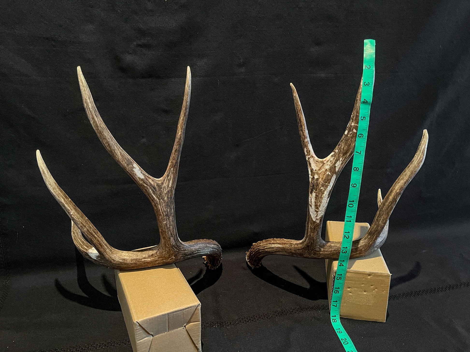 Mule Deer Antlers - Matched Set! Rustic Decor, Crafting and More