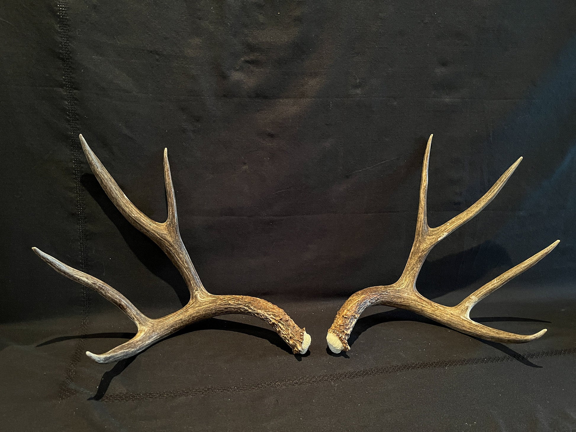 Mule Deer Antlers - Matched Set! Rustic Decor, Crafting and More