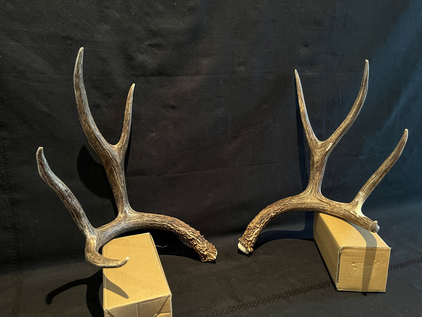 Mule Deer Antlers - Matched Set! Rustic Decor, Crafting and More