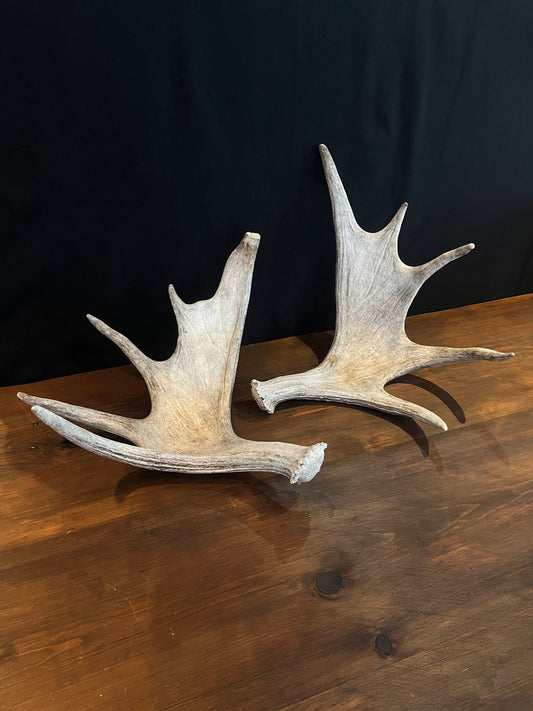 Moose Antler Pair. Medium Sized Canadian Moose Antlers - Crafting & Decor