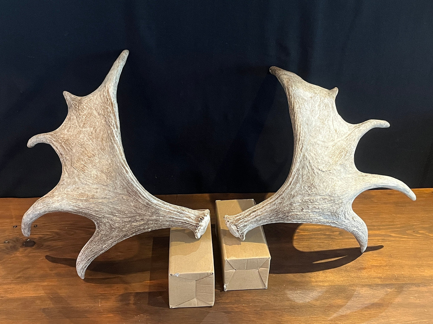 Moose Antler Pair. Medium Sized Canadian Moose Antlers - Crafting & Decor