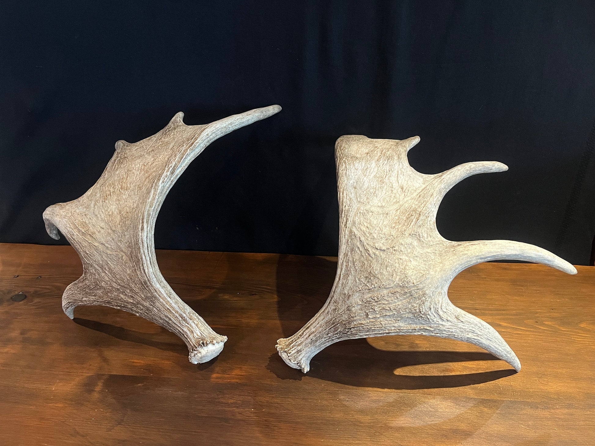 Moose Antler Pair. Medium Sized Canadian Moose Antlers - Crafting & Decor