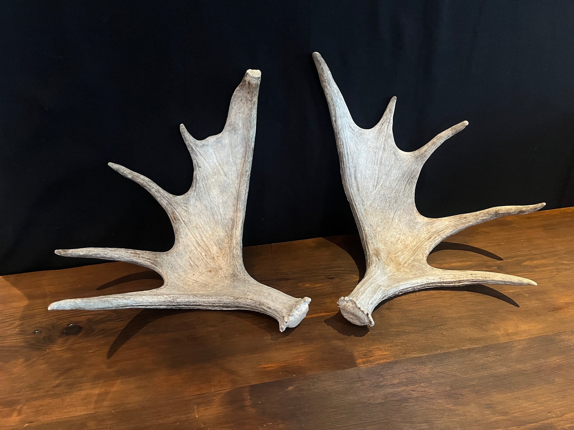 Moose Antler Pair. Medium Sized Canadian Moose Antlers - Crafting & Decor